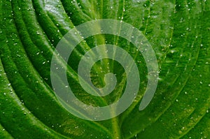 Green open leaf close up tropical nature