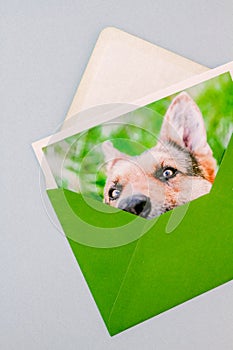 Green opened envelope with a printed photo of a dog