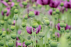 Green opium poppy capsules, purple poppy blossoms in a field.