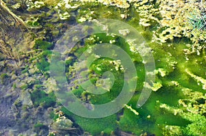Green and orange algae on the river. Pollution of the environment.