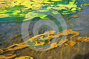 Green and orange algae on the river. Pollution of the environment.