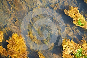 Green and orange algae on the river. Pollution of the environment.