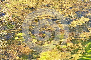 Green and orange algae on the river. Pollution of the environment.
