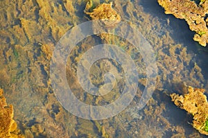 Green and orange algae on the river. Pollution of the environment.