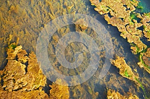 Green and orange algae on the river. Pollution of the environment.