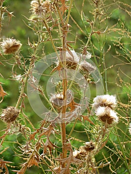 Green-orange cotton thistle background