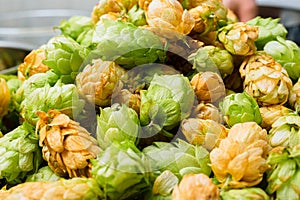 Green and orange fresh hop cones for making beer and bread close up
