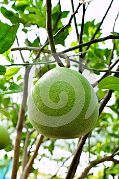 Green orange fruit tree