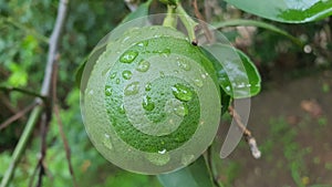 green orange fruit, which grows abundantly in tropical rainforests