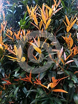 green and orange leaves that grow in the rainy season