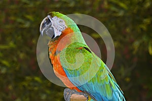 Green and orange macaw