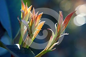 Green and Orange Plant in the Sun with Lens Flare