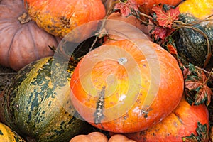 Green and orange pumpkins