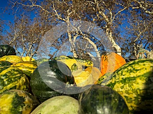 Green and orange pumpkins with trees