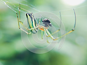 Green orange spider on the nest