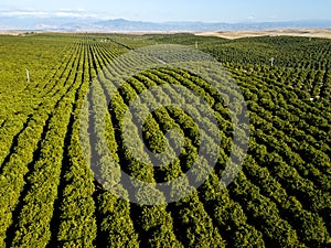 Green Orange Stripes - Orange Grove Rows Point to the Foothills