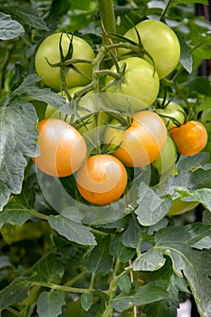 Green and orange tomatoes at a plant in a greenhouse