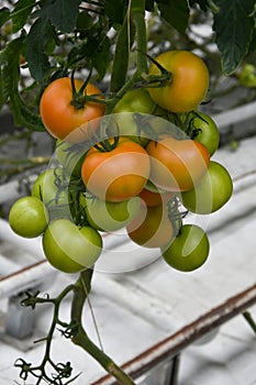 Green and orange tomatoes at a plant in a greenhouse