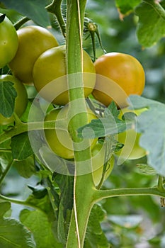 Green and orange tomatoes at a plant in a greenhouse