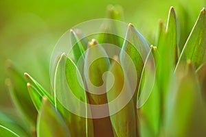 green orange tulip leaves in sunny garden closeup