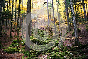 Green, Orange and Yellow Autumn Foliage in Forest Underwood on a photo