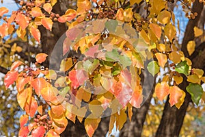 Green, orange, yellow, red fall leaves color of Bradford pear or Pyrus calleryana tree in America