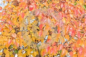 Green, orange, yellow, red fall leaves color of Bradford pear or Pyrus calleryana tree in America