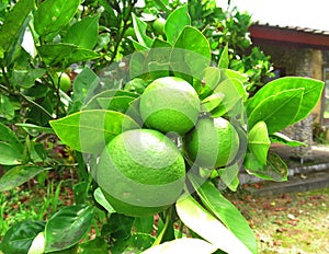 Green oranges on a branch, citrus tree with fruits