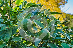 Green oranges on the branches of a tree. Harvest time is coming