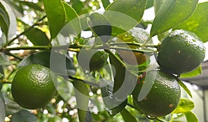 Green oranges in a tree