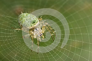 Green Orb-web spider
