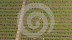 Green orchard, top view. Many dwarf trees are planted in parallel lines, a dirt road crosses the garden. Aerial drone view