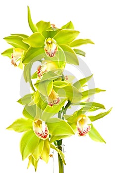 Green orchid