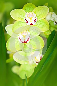 Green Orchid