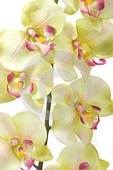 Green orchid