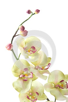 Green orchid