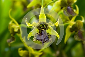 Green Orchid