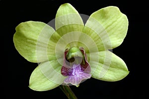 Green Orchid