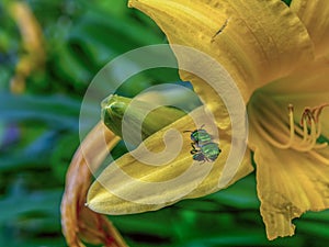 Green orchid bee hovering near a yellow daylily