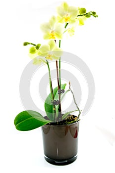 Green orchid in black vase