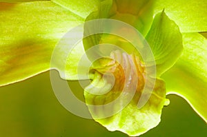 Green Orchid Closeup