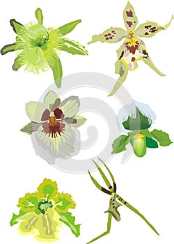 Green orchid collection