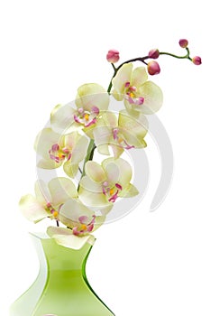 Green orchid flower