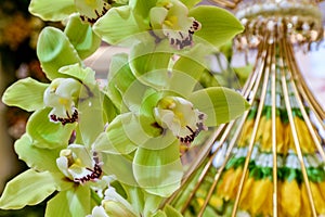 Green orchid flower decorate