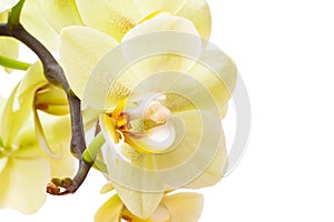 Green orchid flower isolated on white background.