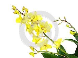 Green orchid flowers with branch isolated on white background