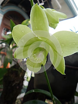 Green orchid Pettal