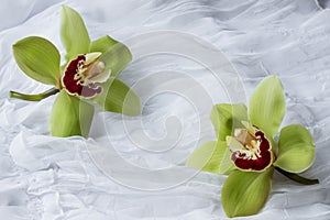 Green orchids - isolated - white background