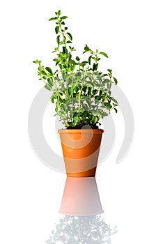 Green Oregano Plant in Pot