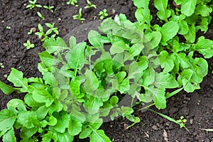 Green organic arugula grows on of garden bed